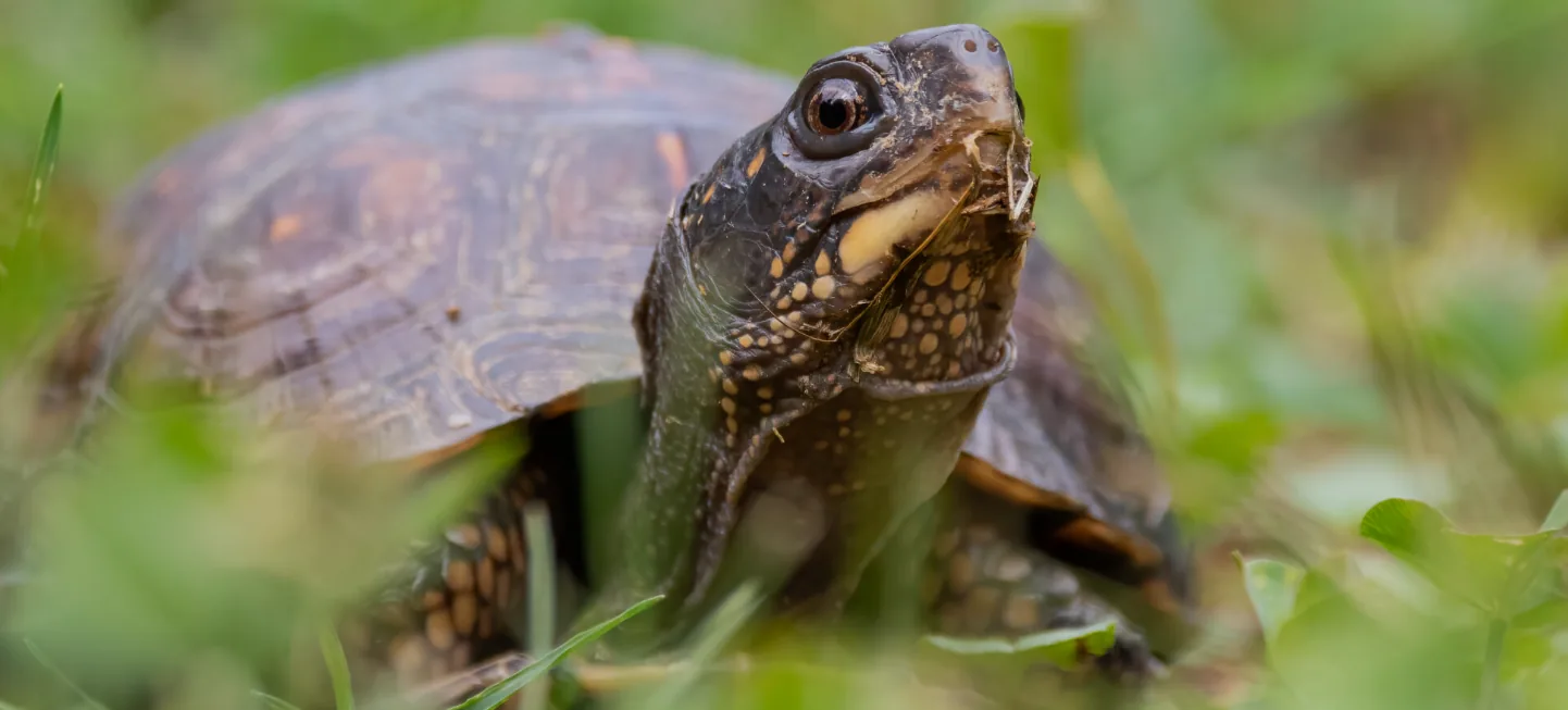 RespekTurtle – Gnadenhof und Auffangstation für Schildkröten in Niederösterreich
